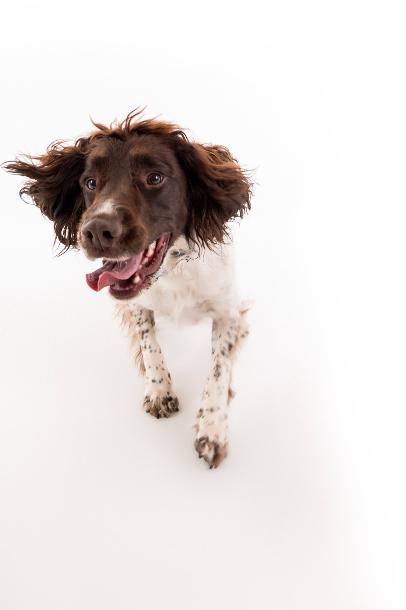 Flick — a Springer Spaniel and the inspiration behind Truffl Pets